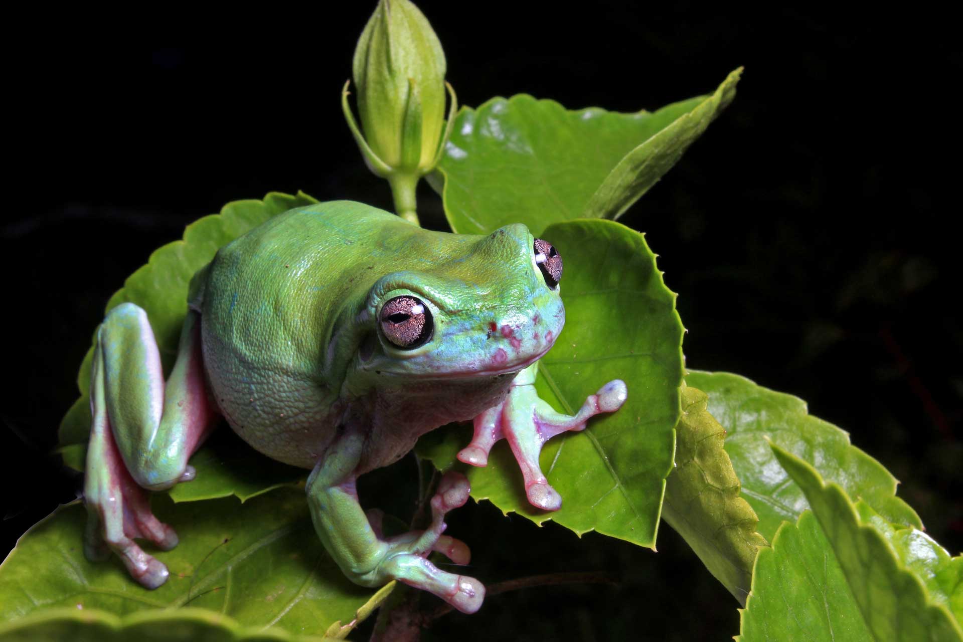 whites tree frog on leaf